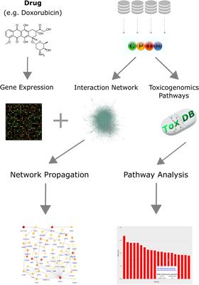 Network and Pathway Analysis of Toxicogenomics Data